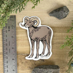 Bighorn Sheep Sticker - Counter Couture