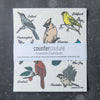 Swedish dishcloth from Counter Couture, showcasing colorful bird designs with a packaging label highlighting its features: super absorbent, quick-drying, and compostable.